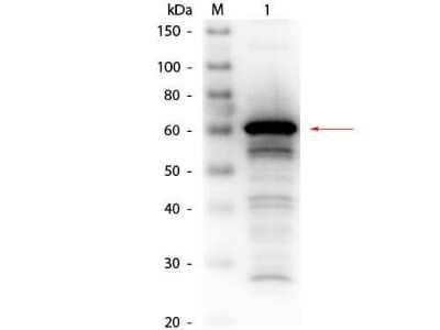Western Blot: Human Serum Albumin Antibody [Biotin] [NB600-929] - Western Blot of Human Serum Albumin antibody [Biotin]. Lane 1: Human Serum Albumin. Load: 50 ng per lane.Primary antibody: Human Serum Albumin antibody [Biotin] at 1:1,000 overnight at 4C.Secondary antibody: HRP Streptavidin secondary antibody at 1:40,000 for 30 min at RT.Block for 30 min at RT.Predicted/Observed size: 66 kDa, 60 kDa for Human Serum Albumin.